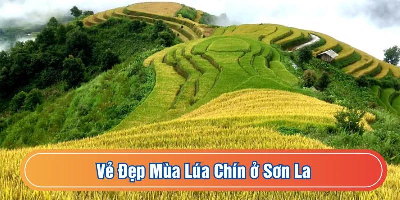 Mùa lúa chín ở Sơn La