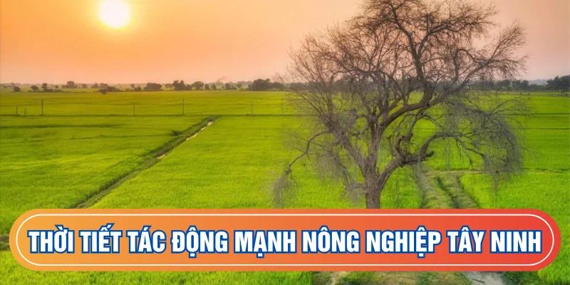 Thời tiết ảnh hưởng lớn tới nông nghiệp Tây Ninh