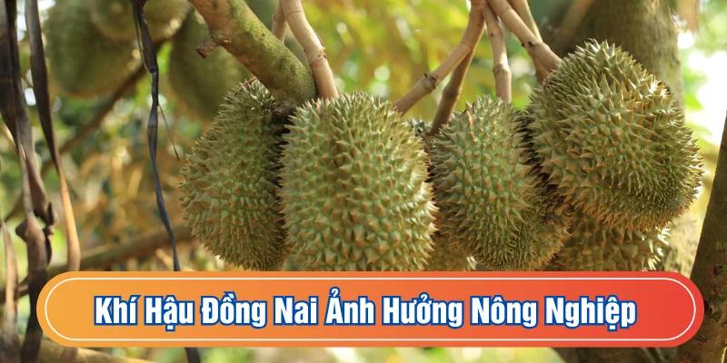 Khí hậu Đồng Nai mang tới nhiều cơ hội cho sản xuất